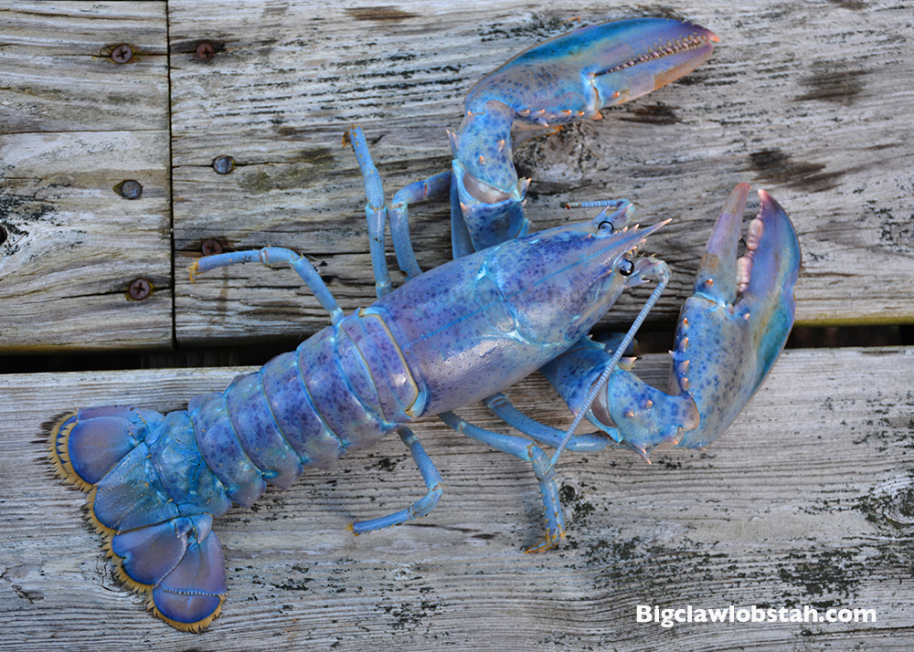 RARE BLUE LOBSTAH BIG CLAW Lobstah