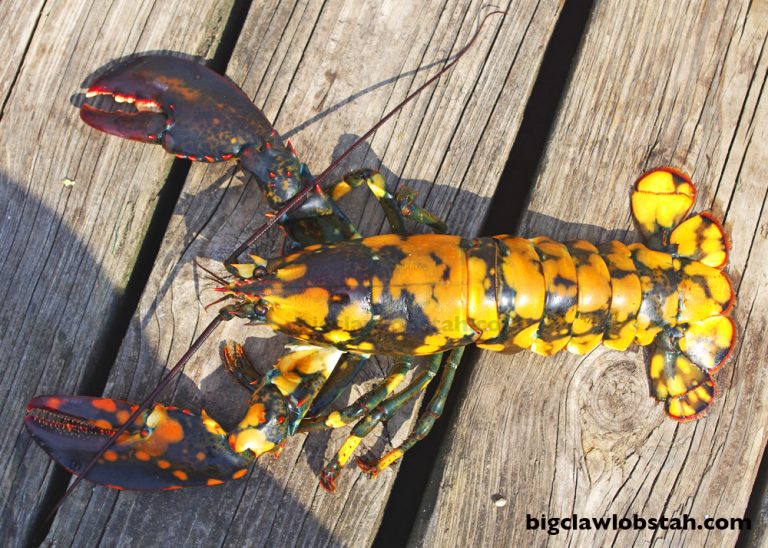 Rare Calico Lobster 1 in 30 million