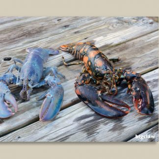 blue lobster & calico lobster photo